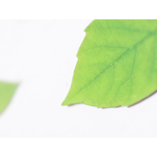 Appree Magnet - Birch