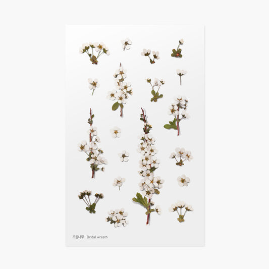 Appree Pressed Flower Sticker - Bridal Wreath