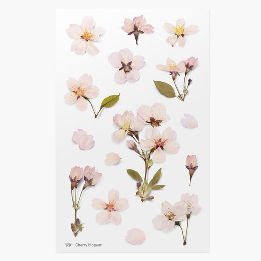 Appree Pressed Flower Sticker - Cherry Blossom
