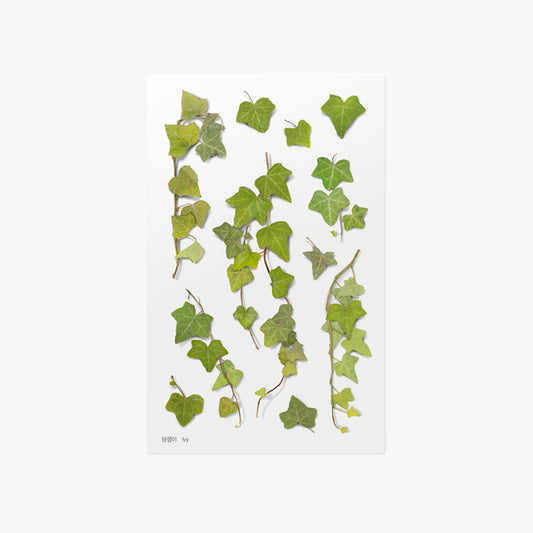 Appree Pressed Flower Sticker - Ivy