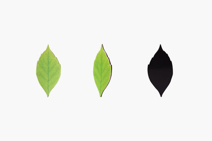 Appree Magnet - Birch