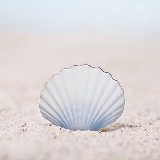 Appree Magnet - Scallop