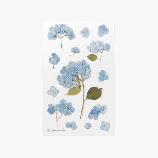 Appree Pressed Flower Sticker - Bigleaf Hydrangea