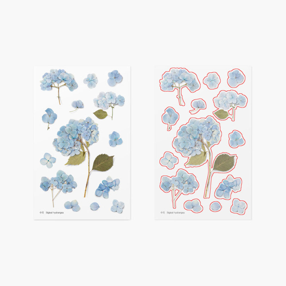 Appree Pressed Flower Sticker - Bigleaf Hydrangea
