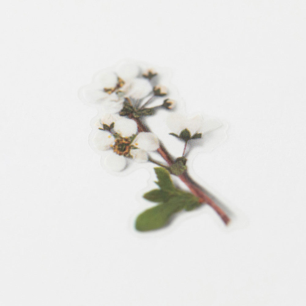 Appree Pressed Flower Sticker - Bridal Wreath