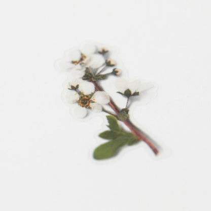 Appree Pressed Flower Sticker - Bridal Wreath