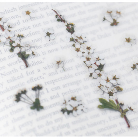 Appree Pressed Flower Sticker - Bridal Wreath