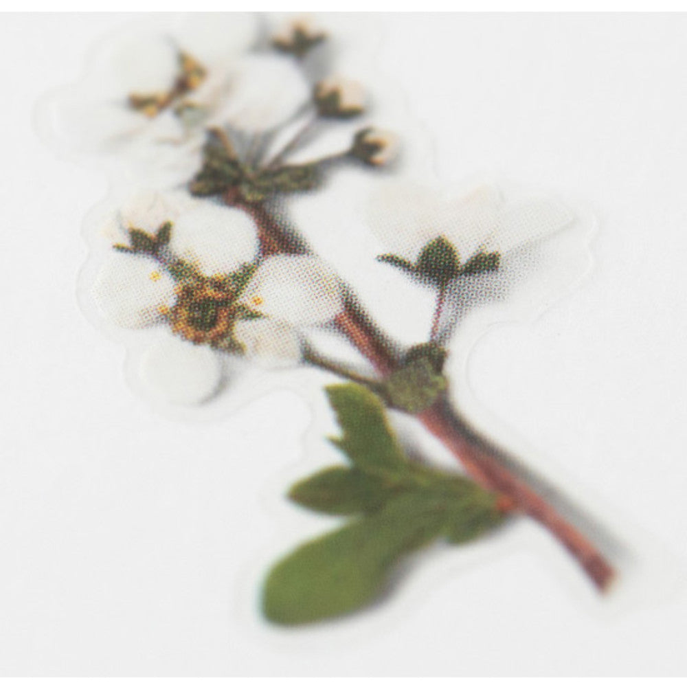 Appree Pressed Flower Sticker - Bridal Wreath