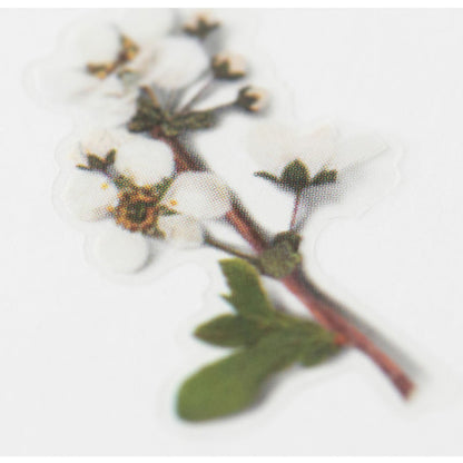 Appree Pressed Flower Sticker - Bridal Wreath