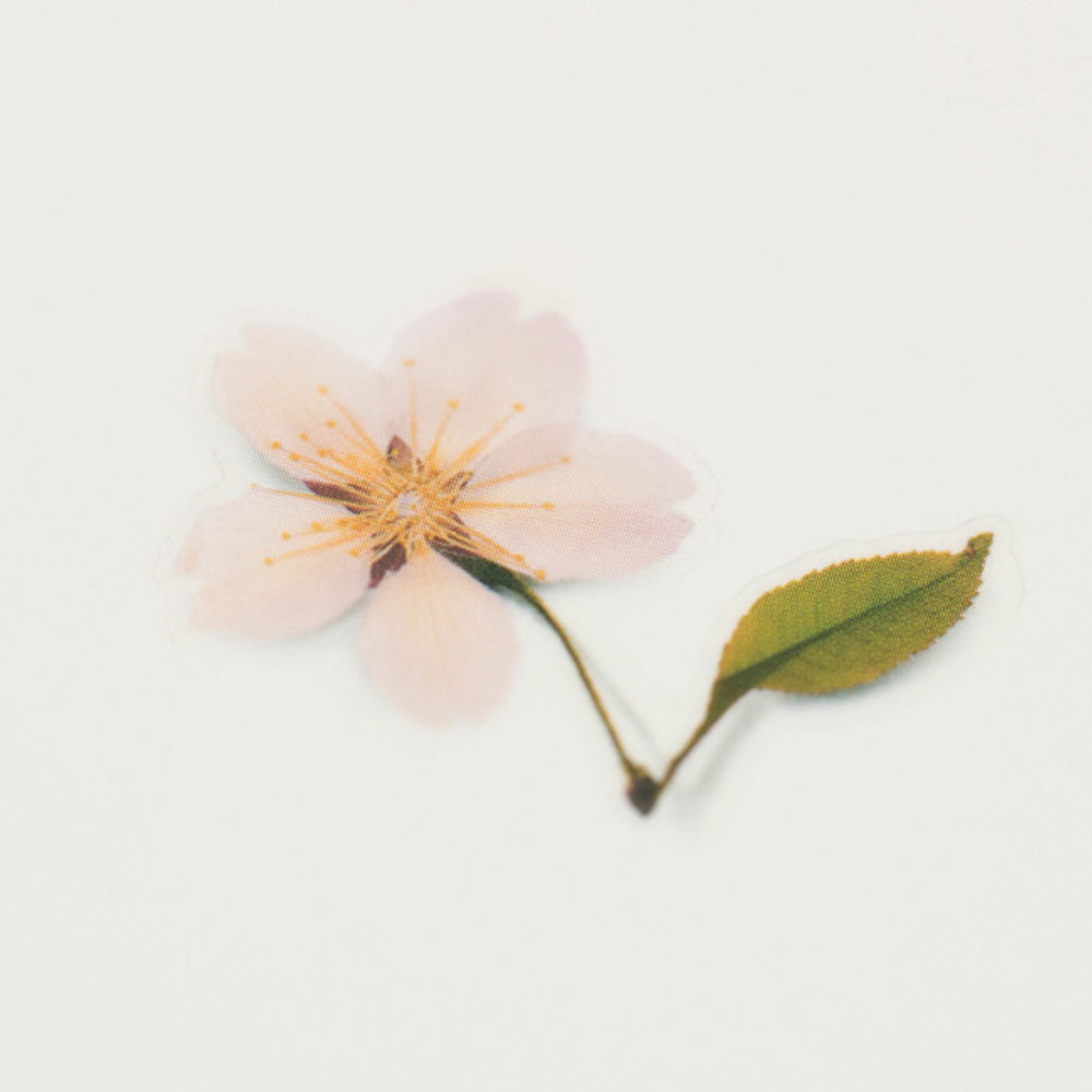 Appree Pressed Flower Sticker - Cherry Blossom