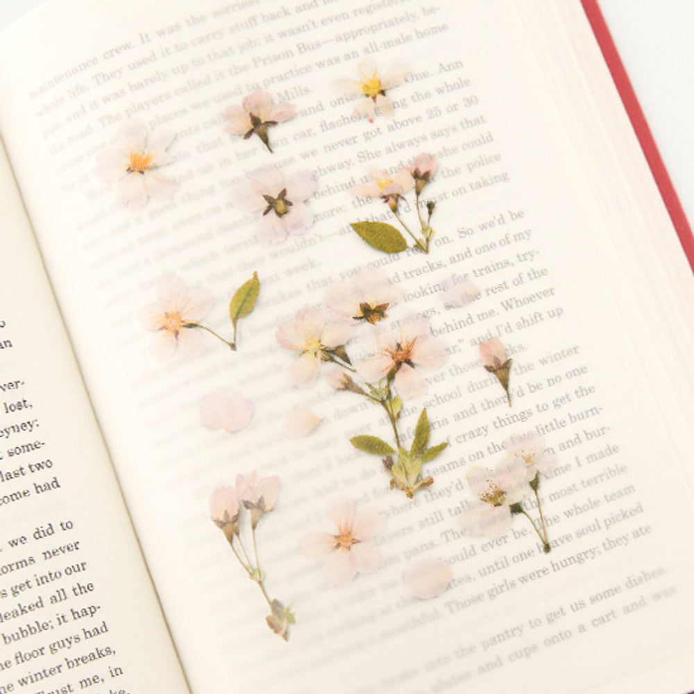 Appree Pressed Flower Sticker - Cherry Blossom