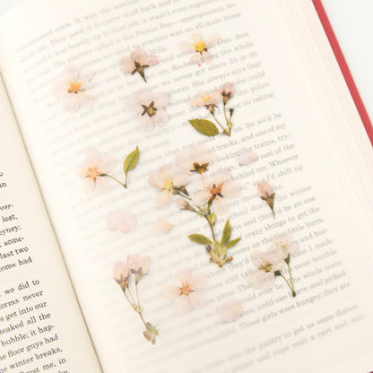 Appree Pressed Flower Sticker - Cherry Blossom