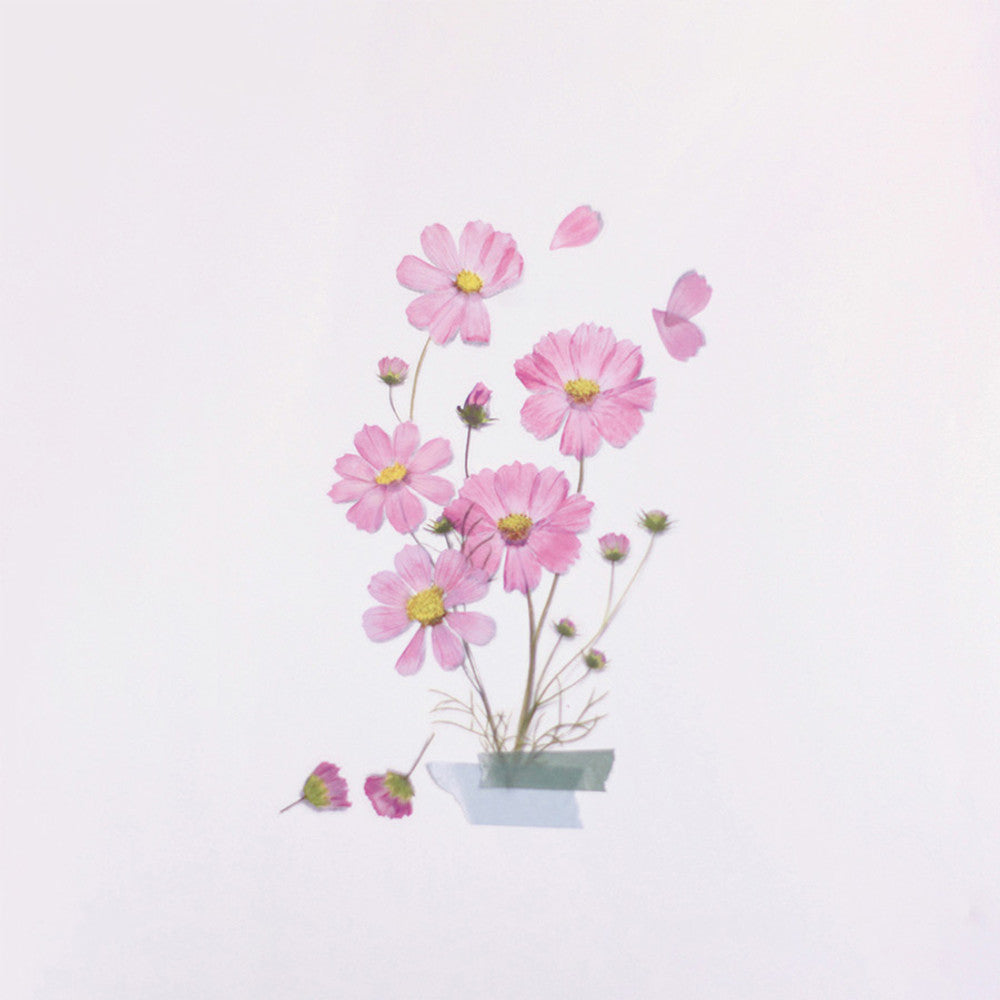 Appree Pressed Flower Sticker - Cosmos