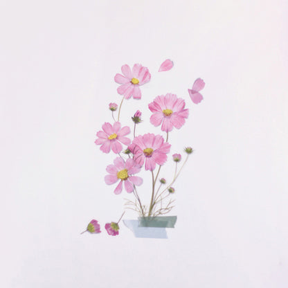 Appree Pressed Flower Sticker - Cosmos