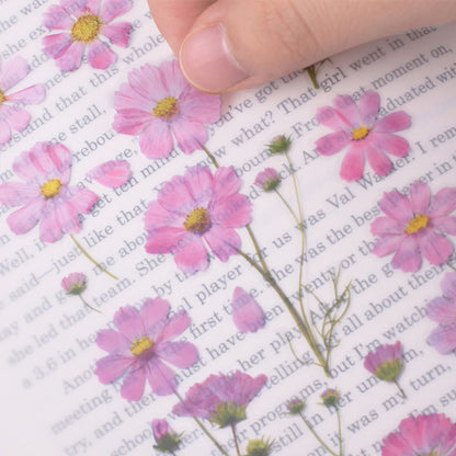 Appree Pressed Flower Sticker - Cosmos