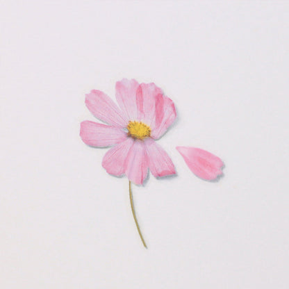 Appree Pressed Flower Sticker - Cosmos