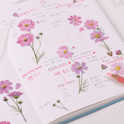 Appree Pressed Flower Sticker - Cosmos
