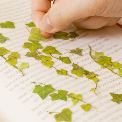 Appree Pressed Flower Sticker - Ivy