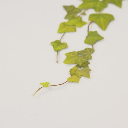 Appree Pressed Flower Sticker - Ivy
