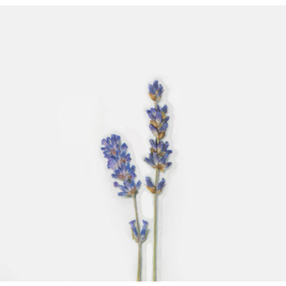 Appree Pressed Flower Sticker - Lavender