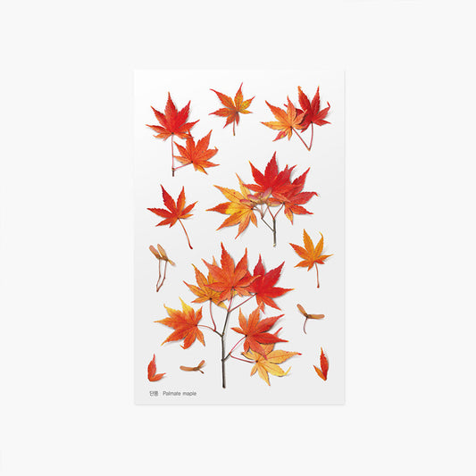 Appree Pressed Flower Sticker - Palmate Maple