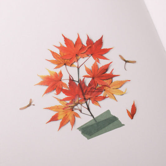 Appree Pressed Flower Sticker - Palmate Maple