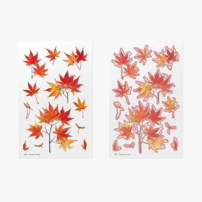 Appree Pressed Flower Sticker - Palmate Maple