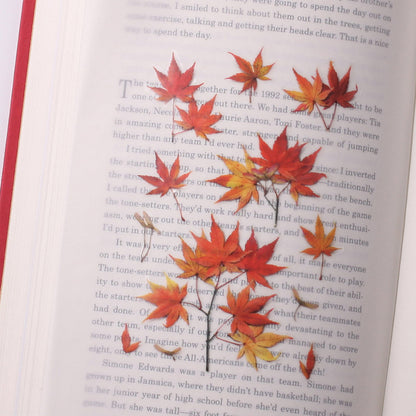 Appree Pressed Flower Sticker - Palmate Maple