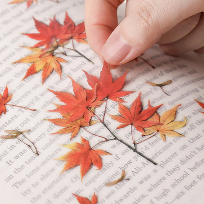 Appree Pressed Flower Sticker - Palmate Maple